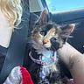 blanket, blue_eyes, calico_cat, car_interior, cat, collar, ears, fluffy, human_arm, kitten, longhaired, passenger, pet_tag, portrait, road_trip, sitting, sky, tattoo, vehicle, whiskers