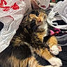 animal, black_fur, calico_cat, cat, close_up, clothing, ears, feline, indoors, lying_down, orange_fur, paws, pet, plastic_bags, portrait, relaxed, sleepy, tri_color, whiskers, white_paws