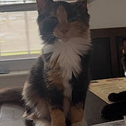 Nani joined the competition — help win amazing prizes! animal, bottle, calico_cat, cat, desk, ears, eyes, feline, fluffy, home, indoor, long_hair, paper, pen, pet, portrait, sitting, table, whiskers, window