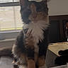 animal, bottle, calico_cat, cat, desk, ears, eyes, feline, fluffy, home, indoor, long_hair, paper, pen, pet, portrait, sitting, table, whiskers, window