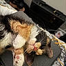 bed, bedroom, calico, cat, close_up, cozy, cushion, feline, fluffy, green_eyes, indoor, kitten, lying_down, paws, pet, pink_nose, portrait, tricolor, upside_down, whiskers