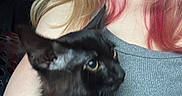 Luther is registered to the contest to win money with this photo: animal, black_cat, blonde_hair, car, car_interior, cat, cuddling, fluffy, fur, outdoors, person, pet, pink_hair, pointed_ears, portrait, selfie, whiskers, window, woman, yellow_eyes