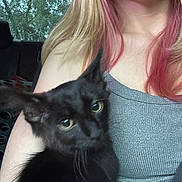 Luther is registered to the contest to win money with this photo: animal, black_cat, blonde_hair, car, cat, close_up, fluffy, gray_shirt, green_eyes, long_hair, outdoor, person, pet, pink_hair, portrait, selfie, trees, vehicle, window, woman