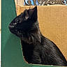 Luther joined the competition — help win amazing prizes! animal, black_cat, box, cardboard, cat, closeup, ears, feline, fur, green, indoors, kitten, ornate, pet, portrait, profile, sitting, warm_lighting, whiskers, window