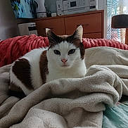 Kitty a rejoint le concours — aidez-le/la à gagner de superbes lots ! cat, pet, indoor, blanket, furniture, drapes, window, relaxed, cozy, brown, white, fur, resting, domestic_animal, cute, animal, soft, bedroom, home, comfort