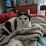 cat, pet, indoor, blanket, furniture, drapes, window, relaxed, cozy, brown, white, fur, resting, domestic_animal, cute, animal, soft, bedroom, home, comfort