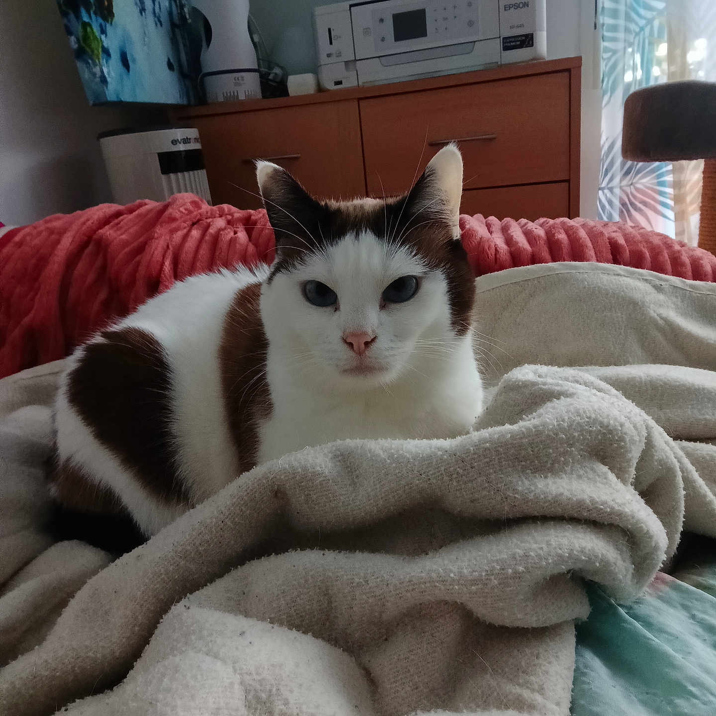 Kitty a rejoint le concours — aidez-le/la à gagner de superbes lots ! cat, pet, indoor, blanket, furniture, drapes, window, relaxed, cozy, brown, white, fur, resting, domestic_animal, cute, animal, soft, bedroom, home, comfort