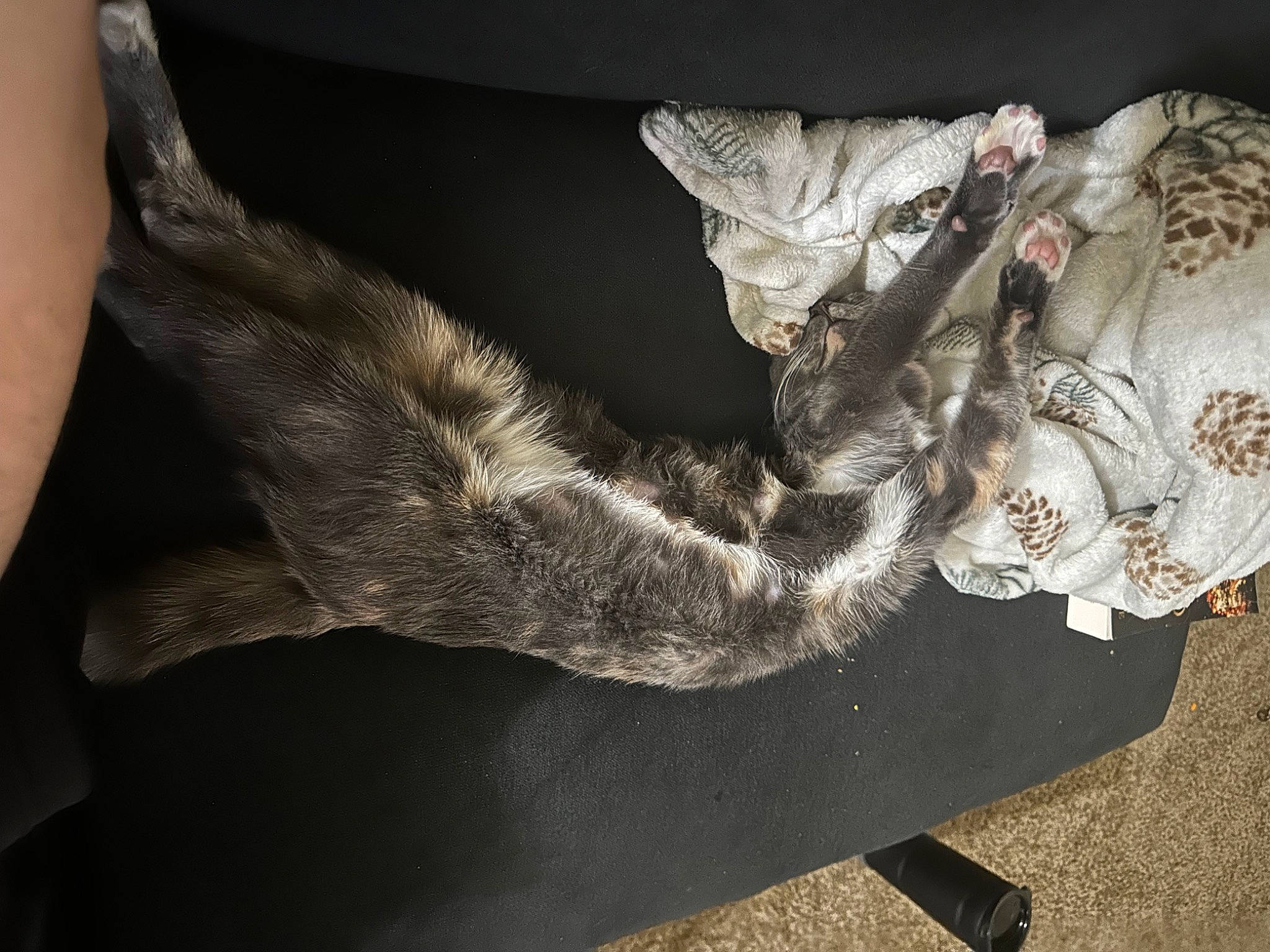 Mittens joined the competition — help win amazing prizes! art, artifact, elbow, finger, foot, fur, gesture, grey, human_leg, metal, monochrome_photography, personal_protective_equipment, plant, sculpture, tree, twig, visual_arts, wing, wood, wrist