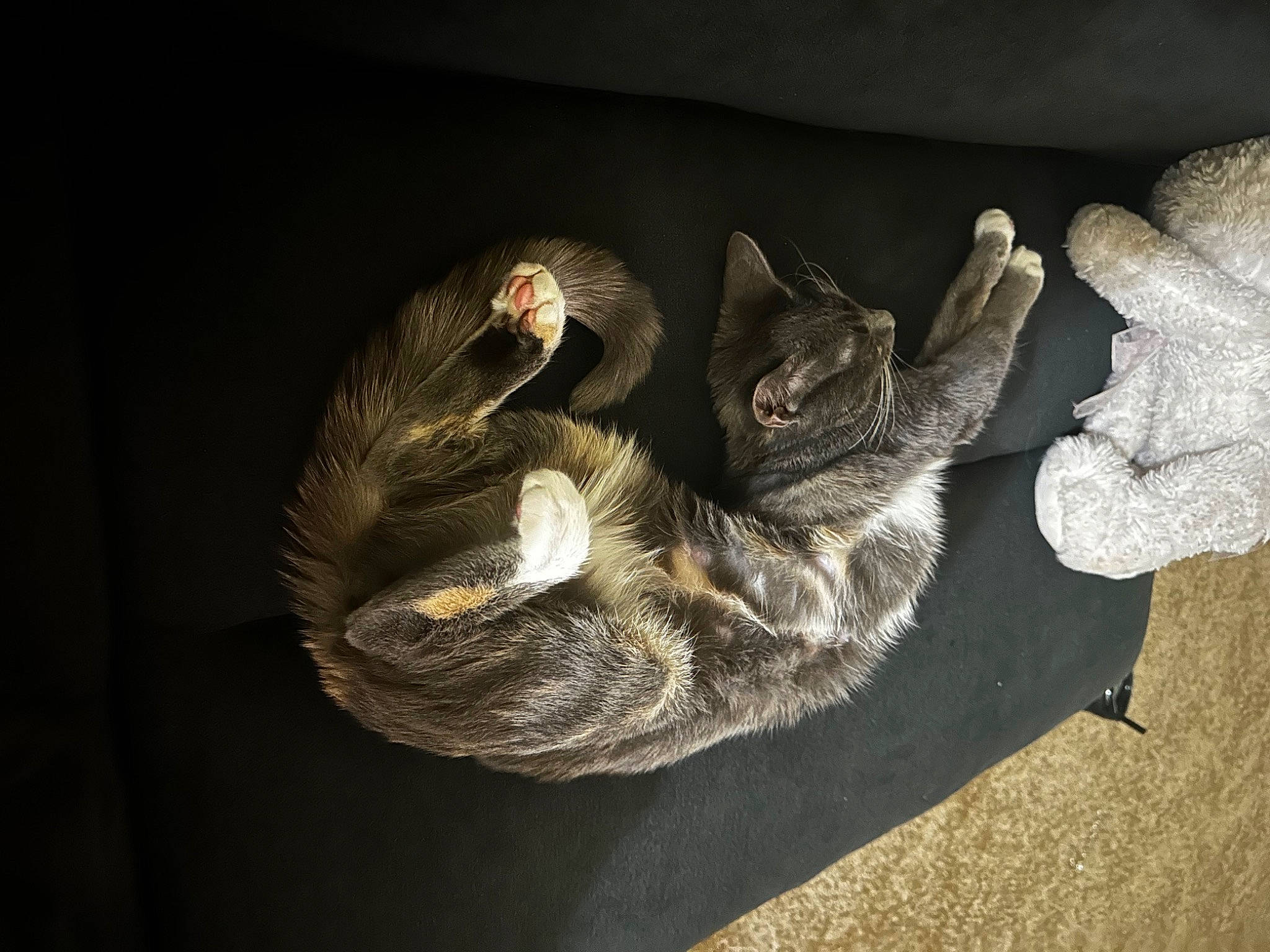 Mittens joined the competition — help win amazing prizes! art, carnivore, cat, claw, comfort, darkness, domestic_short_haired_cat, felidae, fur, gesture, grey, paw, small_to_medium_sized_cats, snout, still_life_photography, tail, tree, whiskers, wood