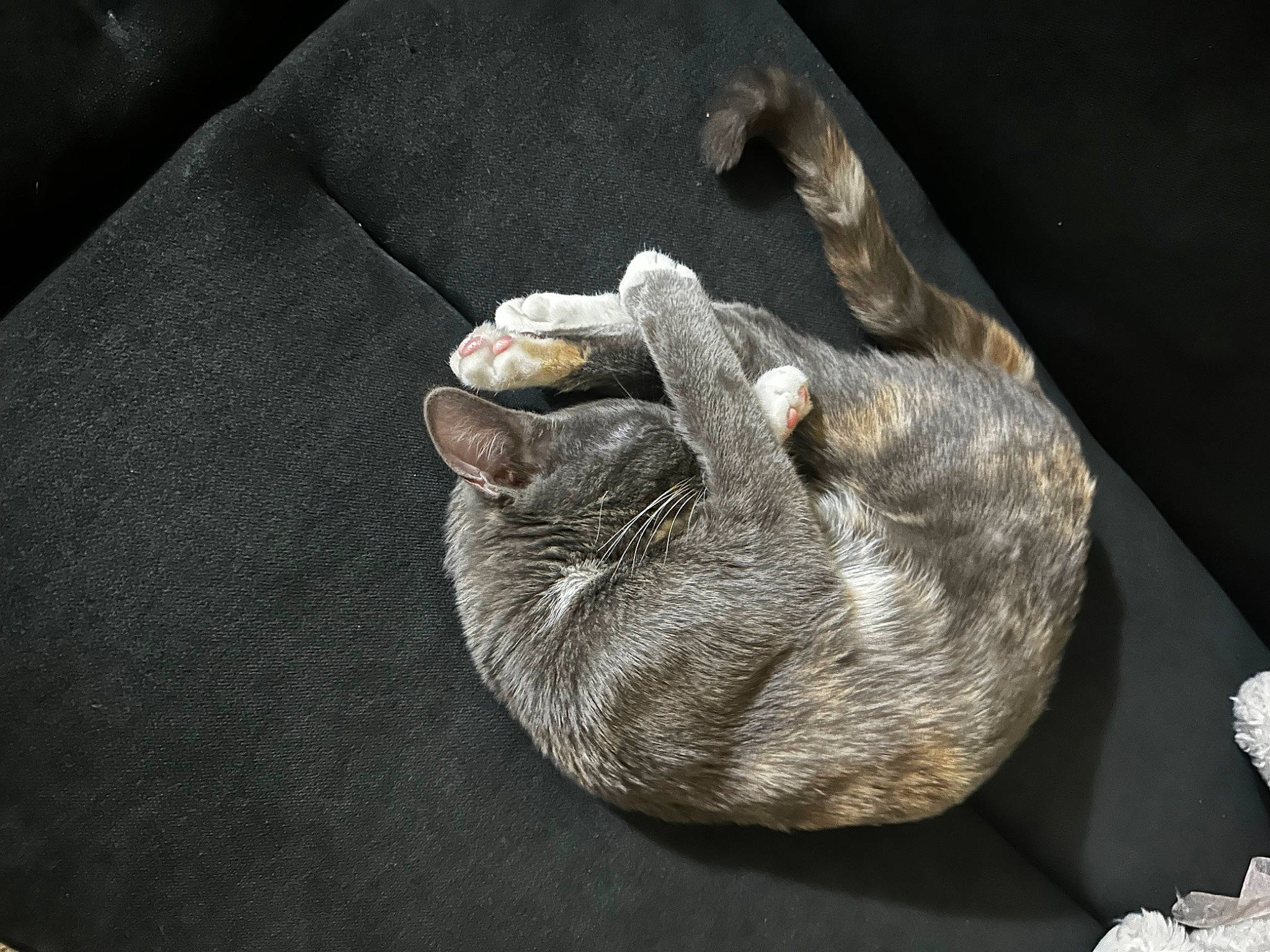 Mittens joined the competition — help win amazing prizes! canidae, carnivore, cat, claw, comfort, dog_breed, domestic_short_haired_cat, felidae, foot, fur, gesture, grey, paw, small_to_medium_sized_cats, snout, sporting_group, tail, terrestrial_animal, whiskers, wildlife