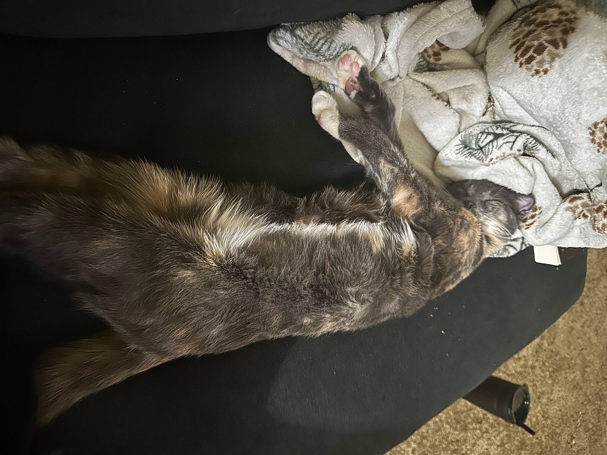 Mittens is registered to the contest to win money with this photo: claw, darkness, fawn, feather, felidae, fur, gesture, grey, human_leg, paw, plant, shadow, small_to_medium_sized_cats, sporting_group, tail, tree, trunk, twig, whiskers, wing