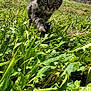 kitten, cat, grass, greenery, outdoor, nature, animal, tabby, young, curious, mural, colorful, daylight, whiskers, ears, paw, closeup, playful, blue_sky, pet
