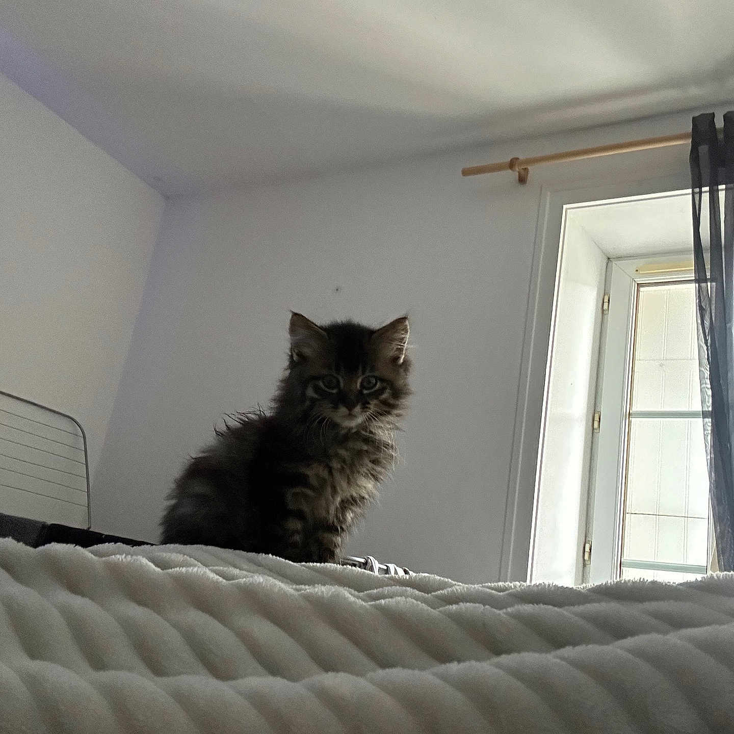 Athéna a rejoint le concours — aidez-le/la à gagner de superbes lots ! animal, bed, blanket, cat, cozy, curtains, cute, domestic, feline, fluffy, furniture, indoor, kitten, light, pet, resting, room, small, window, young