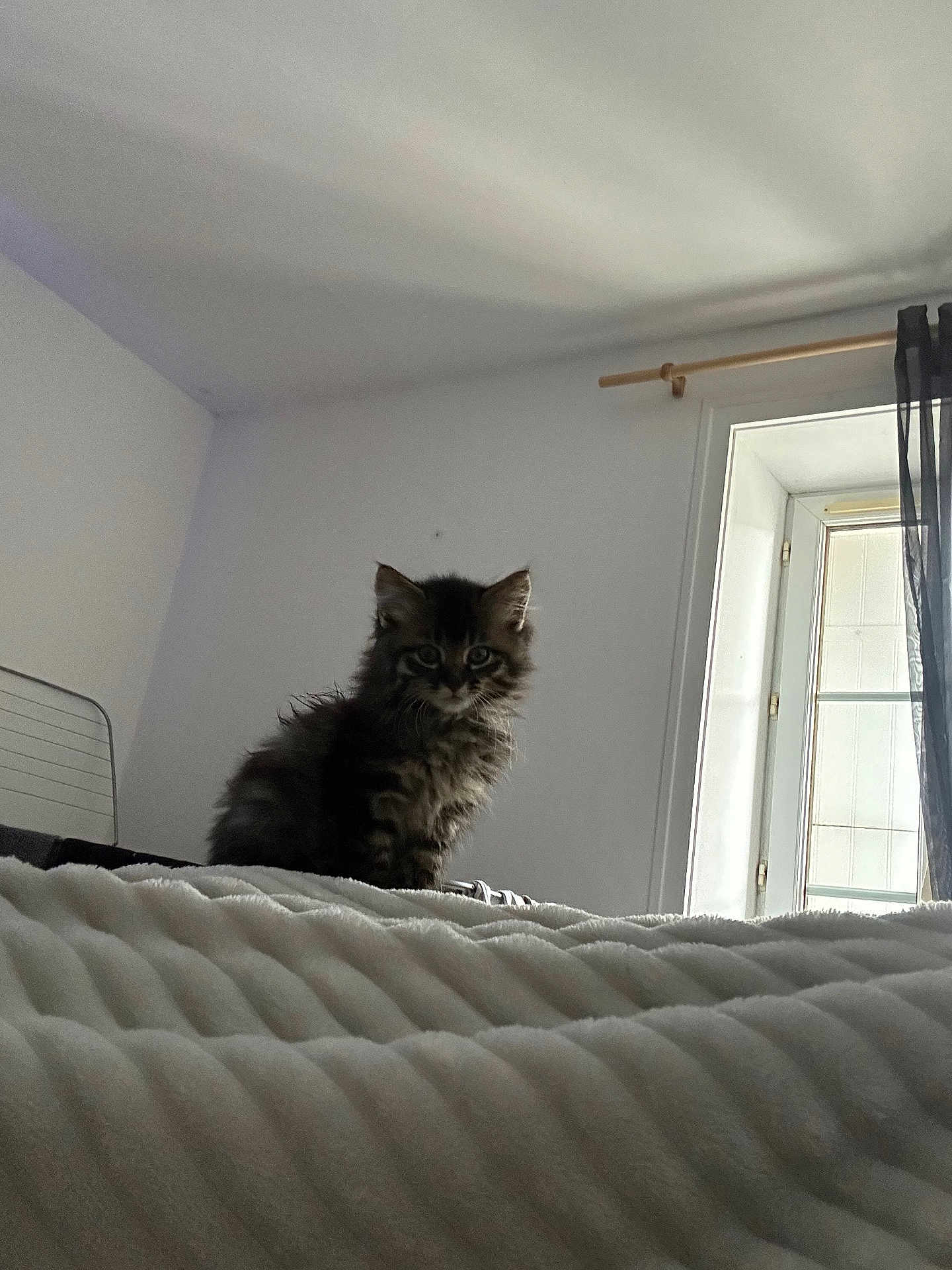 Athéna a rejoint le concours — aidez-le/la à gagner de superbes lots ! kitten, cat, feline, pet, indoor, bed, blanket, window, curtains, light, furniture, cozy, animal, fluffy, young, small, cute, domestic, room, resting