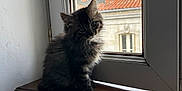 Athéna participe au concours pour gagner de l'argent avec cette photo : kitten, cat, windowsill, window, wood, indoor, pet, animal, fur, curious, natural_light, shadow, building, balcony, roof, cloudy_sky, domestic, young, cute, sitting