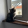 kitten, cat, windowsill, window, wood, indoor, pet, animal, fur, curious, natural_light, shadow, building, balcony, roof, cloudy_sky, domestic, young, cute, sitting