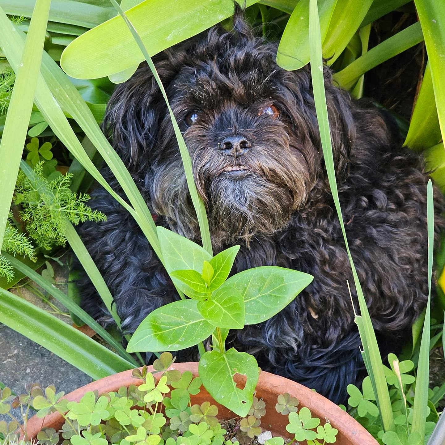 Bb Chignon a rejoint le concours — aidez-le/la à gagner de superbes lots ! dog, black_dog, curly_fur, plants, greenery, leaves, potted_plant, garden, nature, outdoor, pet, animal, cute, fur, face, snout, eyes, camouflage, curious, small_dog