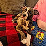 Gideon is registered to the contest to win money with this photo: animal, black, blanket, brindle, checkered, couch, cute, dog, indoor, pajamas, pants, person, pet, pink_shirt, puppy, red, relaxed, spongebob, white_paws, young_dog