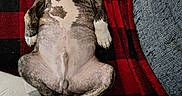 Gideon is registered to the contest to win money with this photo: animal, belly_up, black, blanket, checkered, couch, cozy, cute, dog, fur, indoor, paw, pet, puppy, red, relaxed, resting, sleeping, spot, tail