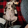 animal, belly_up, black, blanket, checkered, couch, cozy, cute, dog, fur, indoor, paw, pet, puppy, red, relaxed, resting, sleeping, spot, tail