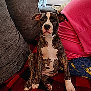 Gideon is registered to the contest to win money with this photo: animal, blanket, brindle, checkered, couch, cute, dog, ears, fabric, fur, indoor, nose, pajama_pants, paw, person, pet, pink_shirt, puppy, sitting, young_dog