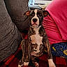 animal, blanket, brindle, checkered, couch, cute, dog, ears, fabric, fur, indoor, nose, pajama_pants, paw, person, pet, pink_shirt, puppy, sitting, young_dog