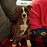 Gideon is registered to the contest to win money with this photo: animal, blanket, brindle, checkered, couch, cozy, cushion, cute, dog, fur, indoor, looking, pajama_pants, person, pet, pink_shirt, puppy, sitting, spongebob, young_dog