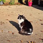 Lovely participe au concours pour gagner de l'argent avec cette photo : cat, black_and_white, fluffy, sitting, pavement, shadow, leaves, autumn, outdoor, sunlight, flower_pot, pink, car, parked_car, curious, calm, nature, plant, background, daytime
