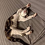 cat, stretching, sleepy, pet, feline, indoor, cozy, blanket, gray, fur, pink_nose, paws, relaxed, cute, animal, tabby, whiskers, resting, soft, domestic_cat