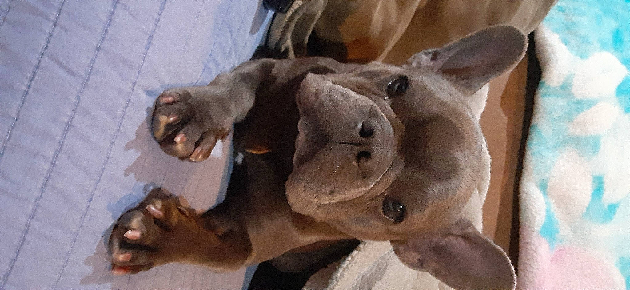 Mollie joined the competition — help win amazing prizes! art, canidae, carnivore, companion_dog, dog, dog_breed, ear, fawn, felidae, fur, gesture, jaw, russian_blue, sculpture, snout, sporting_group, terrestrial_animal, whiskers, working_animal, wrinkle