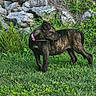 Zoey is registered to the contest to win money with this photo: dog, brindle, grass, greenery, rocks, outdoor, animal, collar, pet, nature, wild_plants, canine, side_view, alert, standing, fur, daylight, field, curious, mammal