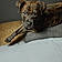 Zoey
