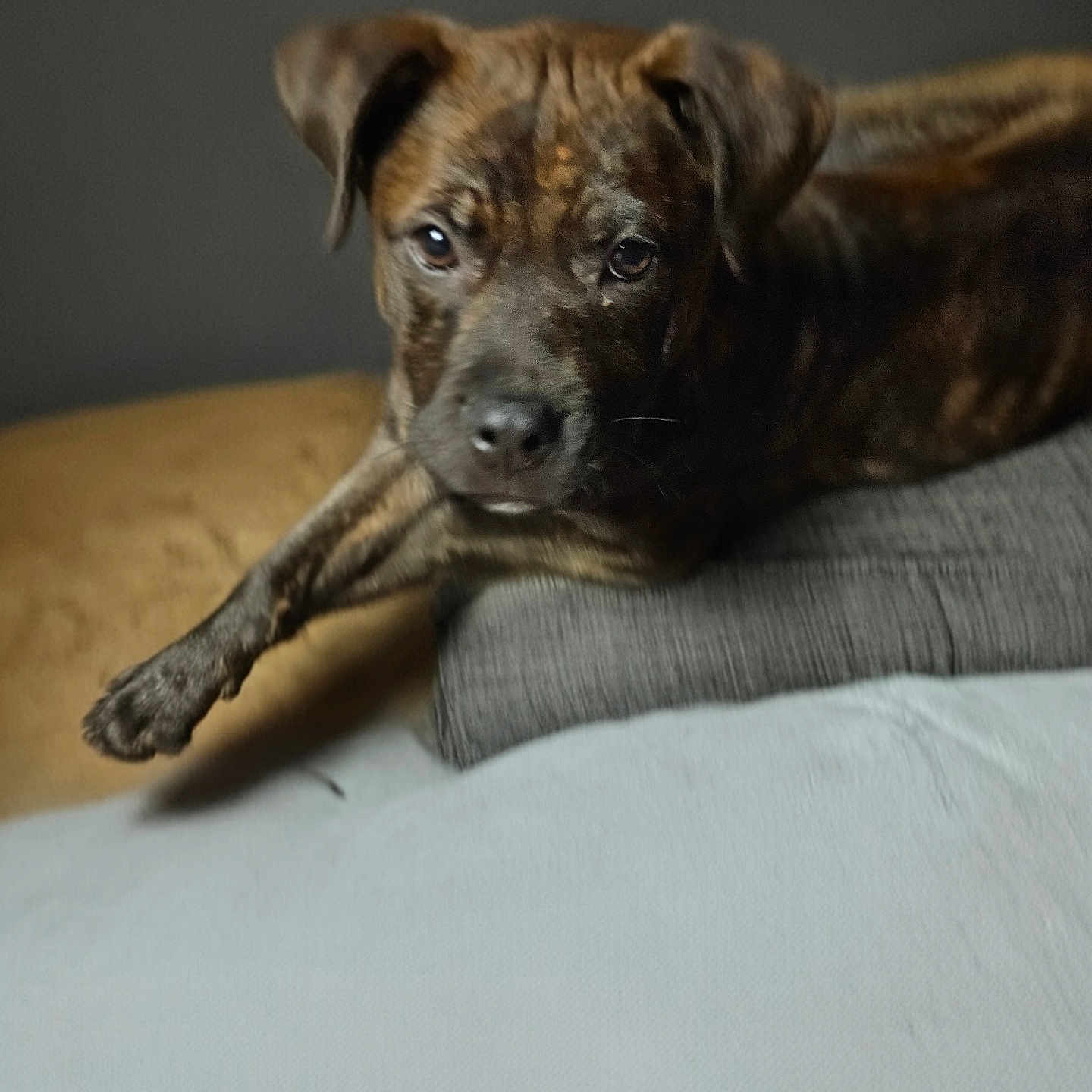 Zoey joined the competition — help win amazing prizes!