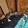 Zoey is registered to the contest to win money with this photo: dog, sleeping, brindle, collar, tennis_ball, blanket, cushion, wooden_wall, indoor, resting, pet, cozy, relaxed, floor, paw, fur, pink_collar, toy, animal, napping