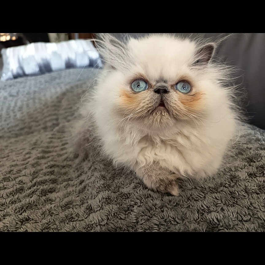 Amy participe au concours pour gagner de l'argent avec cette photo : animal, blanket, blue_eyes, cat, cute, domestic_animal, face, feline, fluffy, fur, indoor, kitten, pet, portrait, relaxed, small, texture, whiskers, white_fur, young_animal