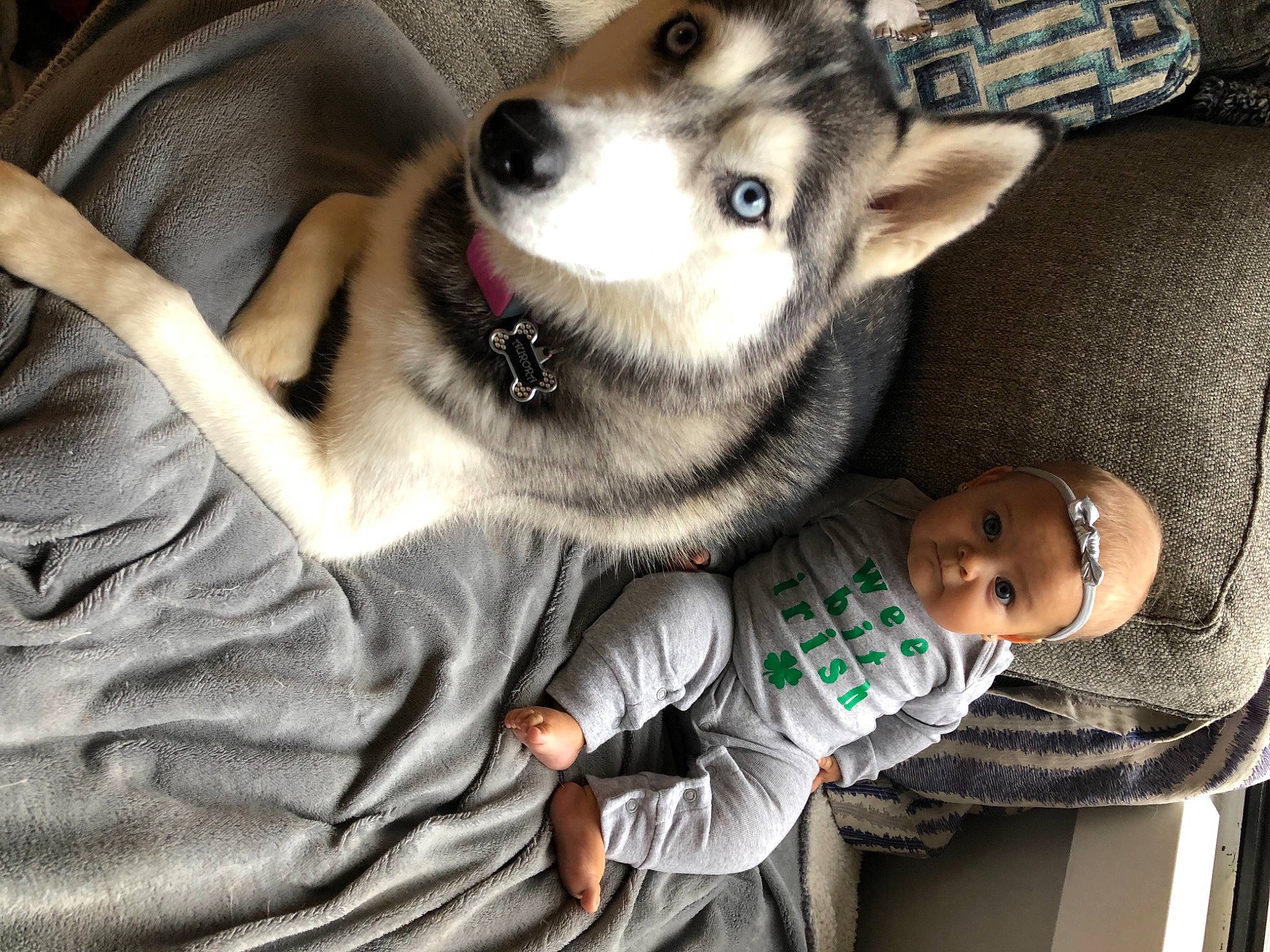 Dani Lynn is registered to the contest to win money with this photo: baby, baby_products, baby_toddler_clothing, carnivore, child, comfort, companion_dog, couch, dog, dog_breed, fur, linens, nap, paw, person, siberian_husky, sitting, sled_dog, snout, toddler