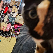 Muffin is registered to the contest to win money with this photo: black, blurry, cat, close_up, clothes, curious, domestic, fabric, floor, fur, furniture, indoor, orange, pattern, pet, room, shelf, shoe_rack, storage, white