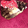 Muffin is registered to the contest to win money with this photo: adorable, animal, blanket, calico, cat, cozy, curled_up, cute, domestic_animal, floral_pattern, fur, indoor, maroon, nap, pet, red_dress, relaxed, resting, sleeping, soft