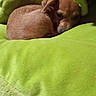 animal, brown_dog, canine, comfort, companion, cozy, curled_up, cute, dog, fur, green_cushion, indoor, pet, plush_cushion, relaxed, resting, sleeping, small_dog, snug, soft_texture