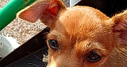 Peanut is registered to the contest to win money with this photo: animal, black_surface, brown_fur, close_up, cute, daylight, dog, ears, green_metal, looking_up, outdoor, paw, pet, playground, puppy, snout, sunlight, whiskers, white_pole, young_dog