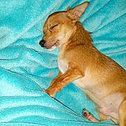 Peanut joined the competition — help win amazing prizes! animal, blanket, companion, cozy, cute, dog, domestic_animal, ears, fur, indoor, lying_down, nap, paw, pet, relaxed, resting, sleeping, small_dog, tan_dog, turquoise