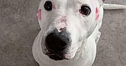 Chelsea participe au concours pour gagner de l'argent avec cette photo : dog, white_dog, black_spots, pink_kiss_marks, ears, nose, eyes, looking_up, floor, gray_floor, pet, animal, cute, adorable, portrait, sitting, indoor, close_up, lovely, affectionate