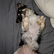 Princess Consuela is registered to the contest to win money with this photo: dog, pet, lying_down, bed, pillow, fur, sleepy, relaxed, white, black, brown, animal, cute, domestic_animal, paw, resting, indoor, canine, fluffy, teeth