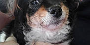 Princess Consuela joined the competition — help win amazing prizes! dog, pet, small_dog, fluffy, black_fur, tan_fur, white_fur, lap, resting, closeup, cute, animal, canine, indoors, person, human_arm, fur, face, whiskers, nose