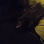 Bloo is registered to the contest to win money with this photo: dog, black_dog, tongue, resting, dark, low_light, pillow, sleeping, pet, animal, indoor, cozy, fur, closeup, face, canine, quiet, shadow, soft, relaxed