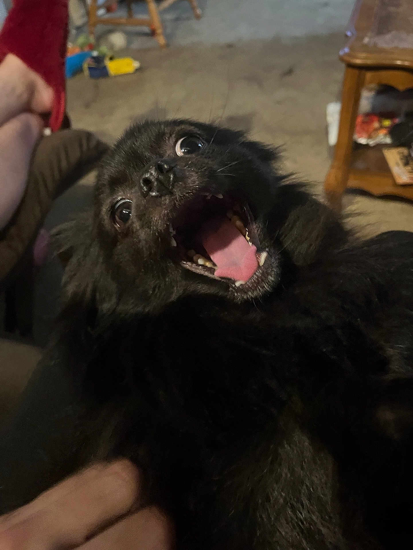 Bloo is registered to the contest to win money with this photo: dog, black_dog, pet, indoor, happy, playful, mouth_open, tongue, fur, animal, canine, person, hand, furniture, floor, legs, casual, cozy, excited, expression