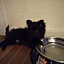 Bloo is registered to the contest to win money with this photo: puppy, dog, black_fur, water_bowl, metal_bowl, wooden_floor, indoor, wall, pet, animal, flooring, resting, cute, small, fur, canine, domestic, companion, side_view, blurry