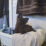 Bloo joined the competition — help win amazing prizes! puppy, dog, laundry_basket, clothes, towel, indoor, pet, furry, ears, curious, brown, basket, fabric, wall, household, cozy, domestic, animal, cute, relaxed