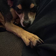 Jackson is registered to the contest to win money with this photo: dog, sleeping, paw, close_up, pet, animal, fur, cozy, resting, indoor, black_fur, tan_fur, cute, napping, canine, soft_lighting, relaxed, companion, domestic_animal, quiet
