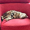 Raoul participe au concours pour gagner de l'argent avec cette photo : cat, tabby_cat, sleeping, red_chair, furniture, indoor, pet, animal, cozy, relaxed, fur, whiskers, paws, resting, couch, domestic_cat, cute, sleep, comfort, household